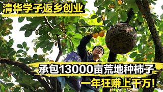 清华学子返乡创业，承包13000亩荒地种柿子，一年狂赚上千万！