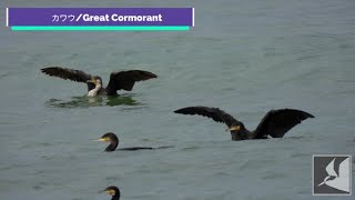 海辺のカワウ/Great Cormorant