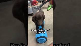 Dog learns to ride a hoverboard