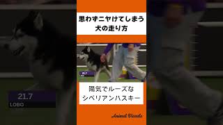 思わずニヤけてしまう犬の走り方 #shorts