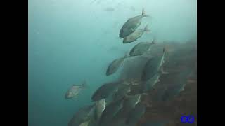 【瞬撮】カンパチ キビナゴを襲う　Greater amberjack(Seriola dumerili)　attack the  Silver-stripe_round_herring