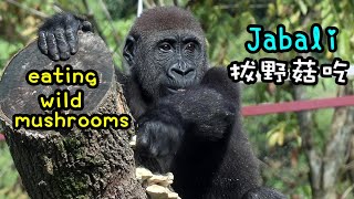 Gorilla Jabali tasted wild mushrooms, got down  from the castle carefully|Jabali拔野菇吃,小心翼翼下城堡,快跑護樹枝