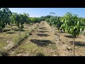 The mango loa project: Ultra high density plantation uhdp mango orchard