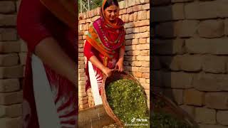 Aliza Sehar Official viral videos status 2022