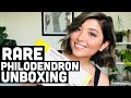 RARE PHILODENDRON UNBOXING | PHILODENDRON GLORIOSUM UPDATE