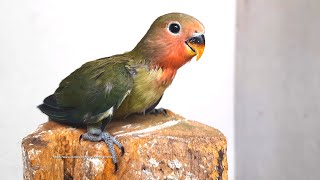 Peach-Faced Lovebird Chick - Sunday, June 5th, 2022