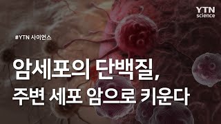 암세포의 단백질, 주변 세포 암으로 키운다 / YTN 사이언스