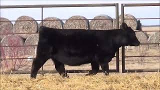 LOT11 Hfr TagJ0160