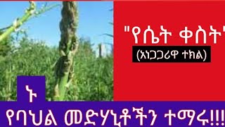 253.የሴት ቀስት(አነጋጋሪዋ ተክል) ኑ የባህል መድሃኒቶችን ተማሩ!!