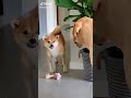 ❤️ cute and funny puppy shorts v213