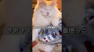 初顔合わせの人に抱っこされる飼い猫ラガマフィン　#shorts #cat #甘える猫 #猫のいる生活 #抱っこ #ねこ