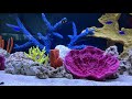 large artificial coral reef aquarium decor jacksonville fl 904.588.2700 jacksonville florida.