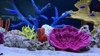 [Large Artificial Coral Reef Aquarium Decor Jacksonville FL] 904.588.2700 | Jacksonville Florida.