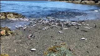 Capelin Rolling