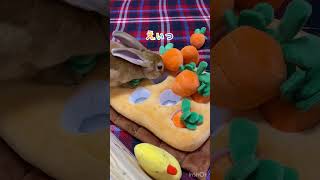 【ウサギ】今日もにんじんほりほり🥕精が出ますなぁ🐇　♯ミニレッキス♯rabbit