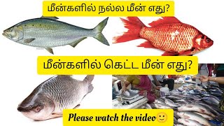 மீன்களில் நல்ல மீன் எது? கெட்ட மீன் எது? எப்படி கண்டுபிடிப்பது? /Gandhi's vlog