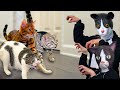 Halloween Double Cat Mask Prank Compilation (Original Video)