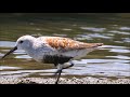 夏羽のハマシギ《トウネンもいた》：浜鷸：calidris　alpine：dunlinー南芦屋浜ー2018 05 14