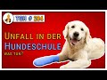 Unfall in der Hundeschule - Hund verletzt  🚑🐩 Wie damit umgehen? - TGH 284