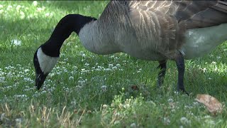 Animal rights group files lawsuit over culling of Denver geese