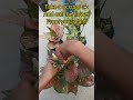 why to cut flowers of aglaonema/aglaonema flower are good or bad for plant/aglaonema plant care tips