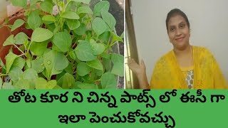 తోటకూర ని చిన్న పాట్స్ లో ఇలా పెంచుకోండి ||how to grow amaranthus at home