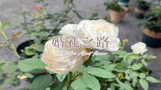 月季品种介绍 | 婚礼之路