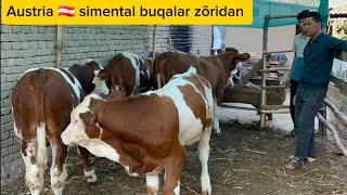 Tozza qonli Simental buqalar +99894.503.88.68 zõridan sõraganlarga kech qolmang