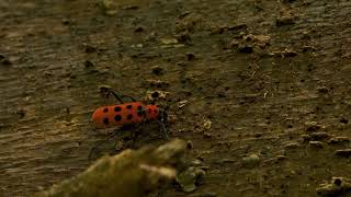 フェリエベニボシカミキリ　Longhorn beetle　red milkweed beetle　奄美大島