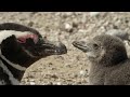 How One Penguin Started a Whole Colony | Close Encounters | BBC Earth