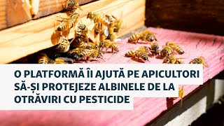 O platformă îi ajută pe apicultori să-și protejeze albinelede la otrăviri cu pesticide