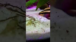 Kribensis fry mama raised