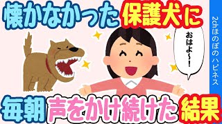 【2chほっこり】心を閉ざした保護犬が全く鳴かない→毎朝たくさん声をかけたら…