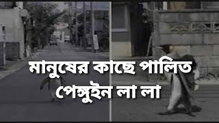 মানুষ ও পেঙ্গুইনের সখ্যতা | মানুষের ঘরে পালিত পেঙ্গুইন লা লা | Penguine La La | 5 Minutes Break