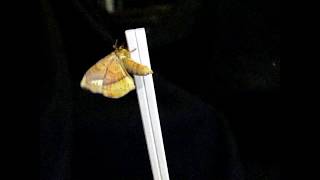 Apha Moth Pissing 240fps オビガ♀（蛾）羽化直後の羽ばたきと蛹便の排泄｜スローモーション