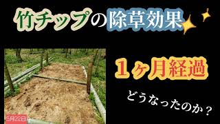 【竹チップの除草効果】１ヶ月後は…どうなったのか？