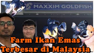 Farm Ikan Emas(GOLDFISH) terbesar di Malaysia// Maxxim Gold fish farm, Batu Pahat