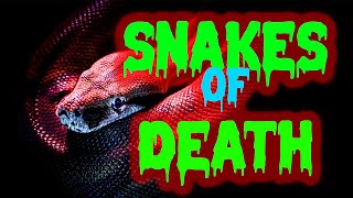 THE DEADLIEST SNAKE ON THE PLANET - #animals