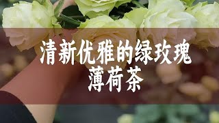 【惠惠的花园】清新好看的绿玫瑰-“薄荷茶” 在炎炎夏日带来一抹清凉感，花期超级长，枝条直立，分支性好