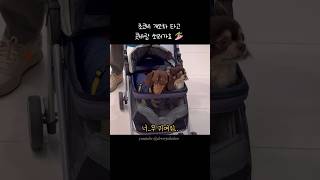 개모차 탄 초코비🐶🍓🐶 귀여워.. #개모차 #닥스훈트 #장모치와와 #강아지