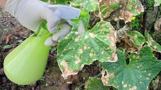 These are the reasons why the cucumber leaf is yellow - prevent it in time