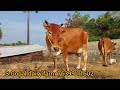 s.gopal dairy farm top quality jersey cow available for sales in tamilnadu kerala madusales cowsales