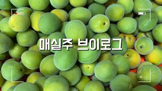 [220611]매실주 브이로그