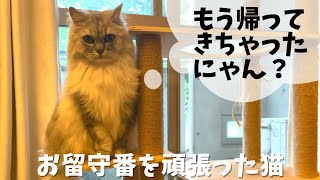 お留守番をがんばった猫