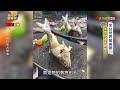 台灣世界級生態之旅 福山植物園 八甲休閒魚場 藍腹鷴 國寶動物