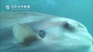 マンボウ　気持ちよく泳ぐ癒し系映像　Sunfish swims confortably. suitube7!