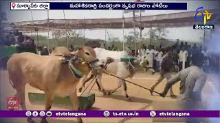 Bull Race Computations at Mellacheruvu | మహాశివరాత్రి సందర్భంగా మేళ్లచెరువులో ఎద్దుల పోటీలు