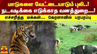 மாடுகளை வேட்டையாடும் புலி..! நடவடிக்கை எடுக்காத வனத்துறை...! எச்சரித்த மக்கள்... கேரளாவில் பரபரப்பு