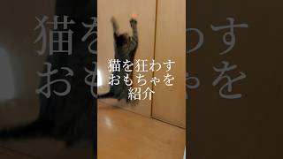 【猫動画】家の猫が遊び狂うおもちゃ#shorts#猫