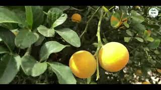 Propagation of Orange And It's Processing || सुन्तला को दिरुवा कस्तरी उत्पादन गर्ने?